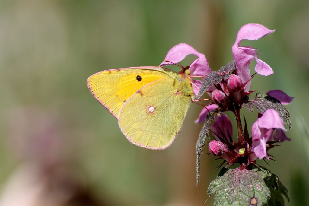 Colias crocea